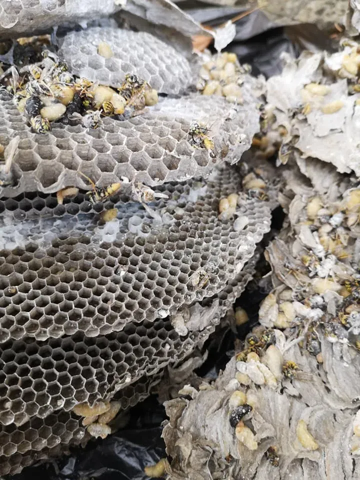 Éviter les nids de guêpes