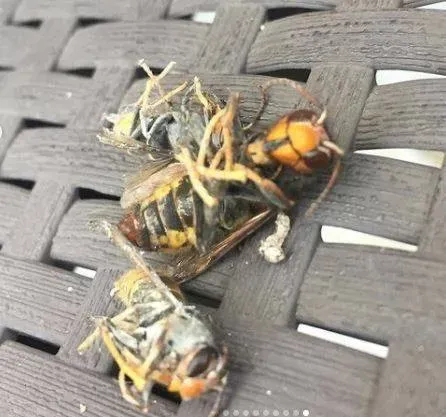 frelons asiatiques (1)