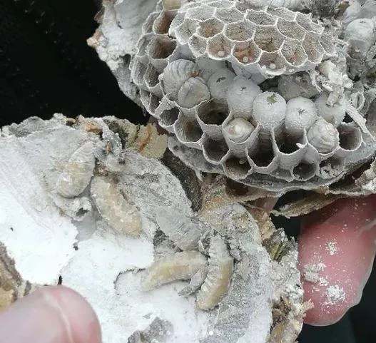 nids de frelons asiatiques (1)