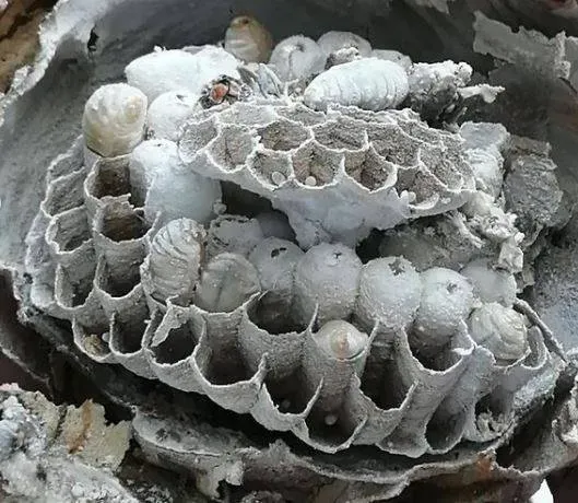 nids de frelons asiatiques (2)