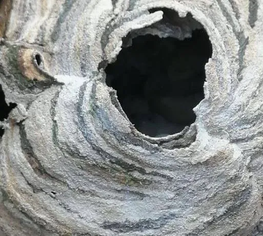 nids de frelons asiatiques (3)