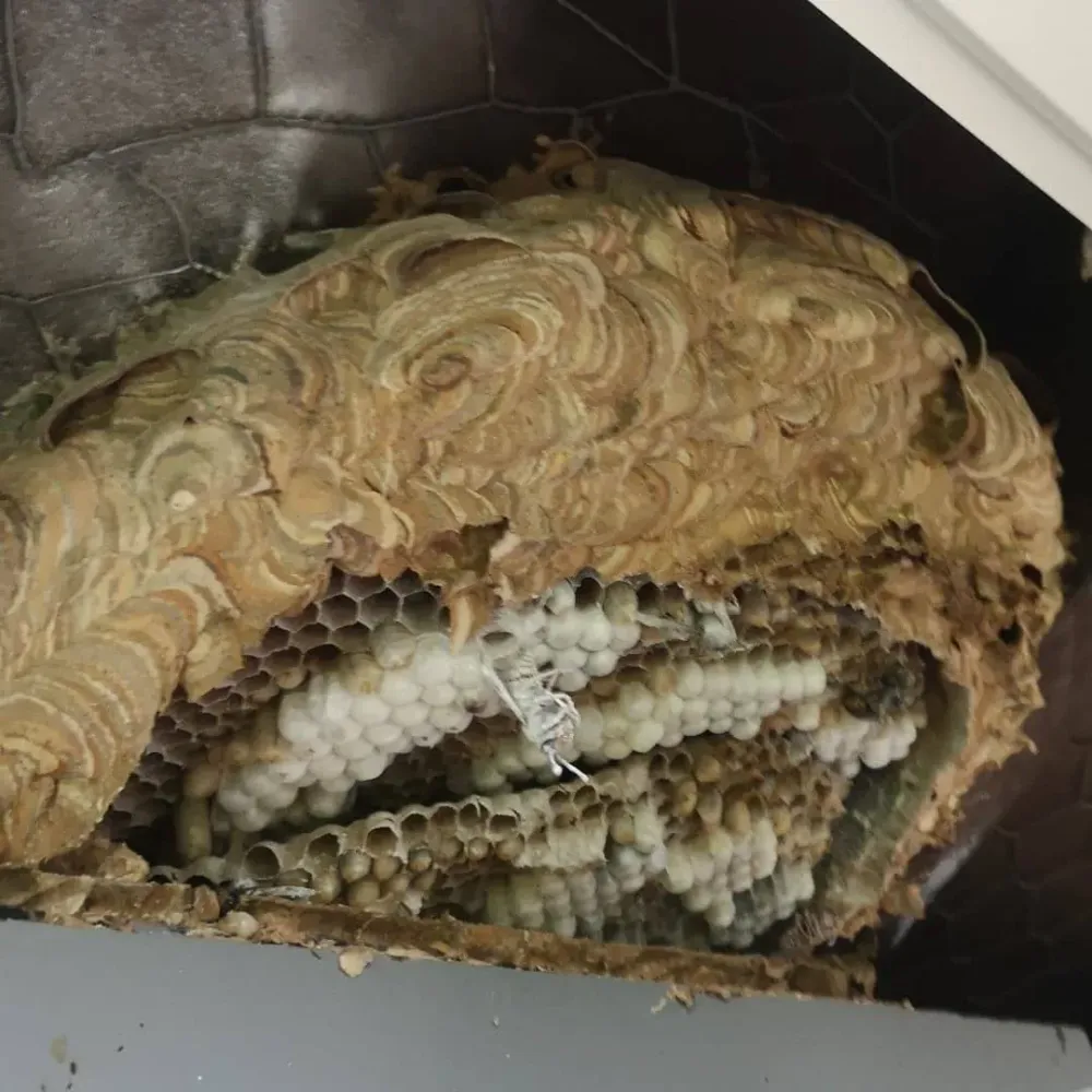 nids de frelons asiatiques (4)