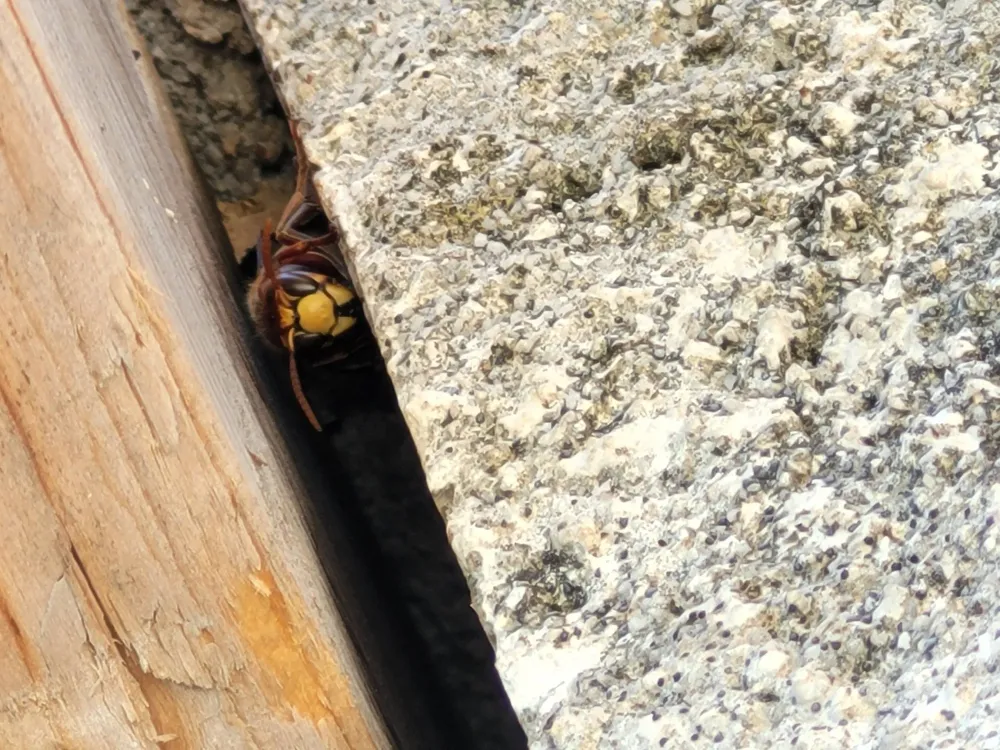 frelons asiatiques (2)