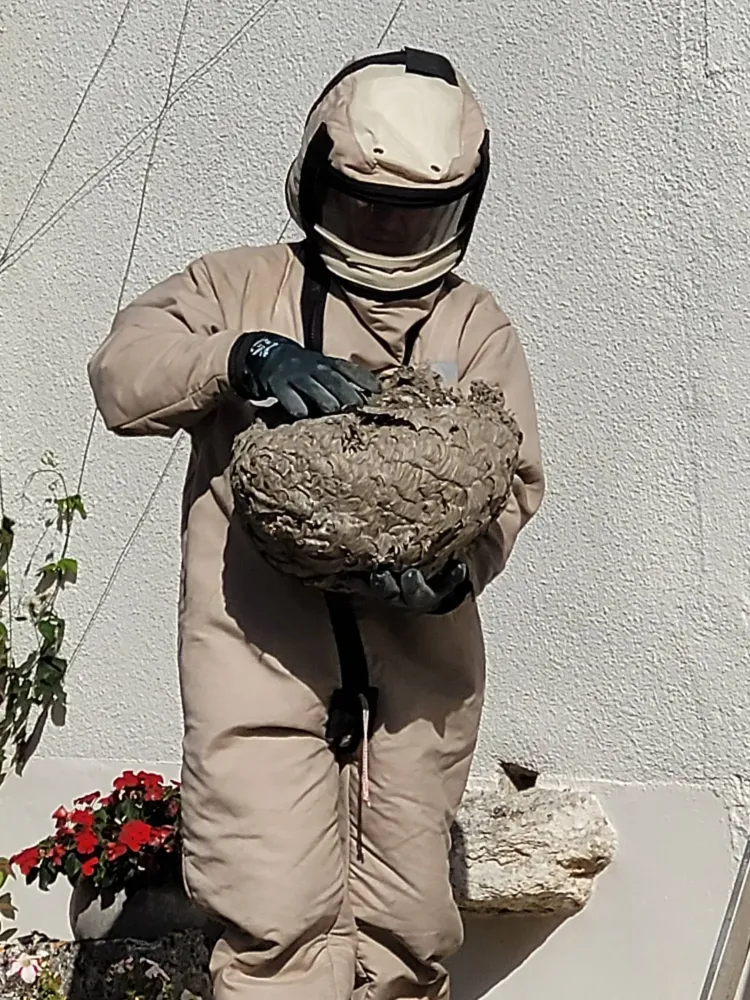 intervention nids frelons asiatiques (2)