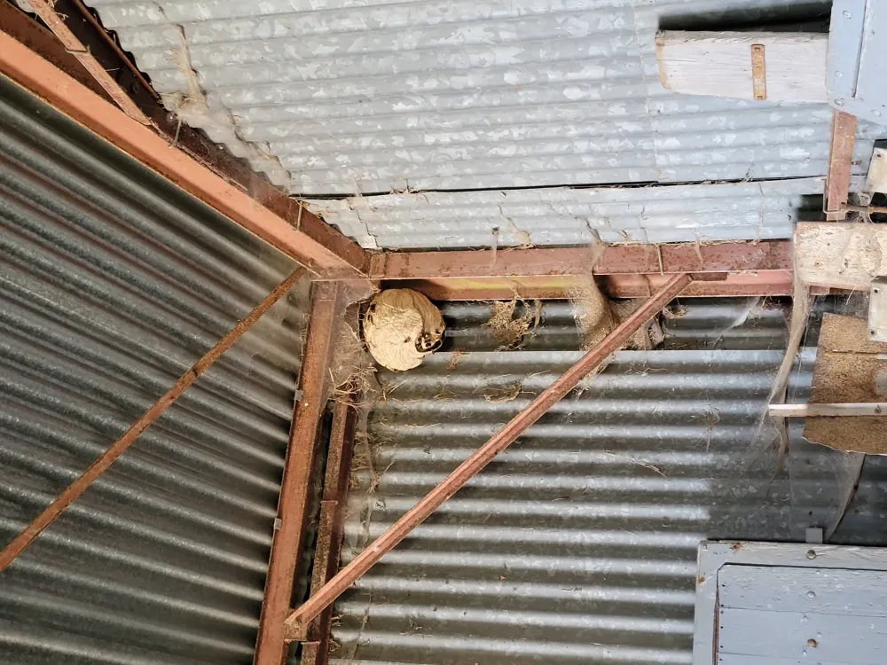 nids de frelons asiatiques (5)