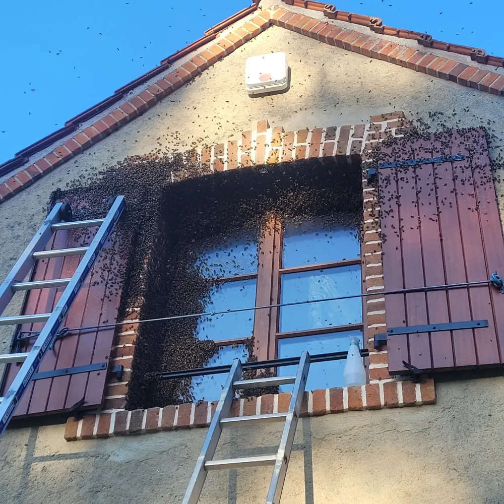 intervention essaims d abeilles (3)
