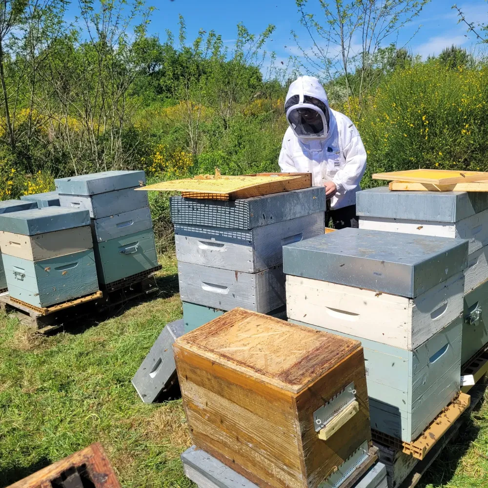 intervention essaims d abeilles (4)