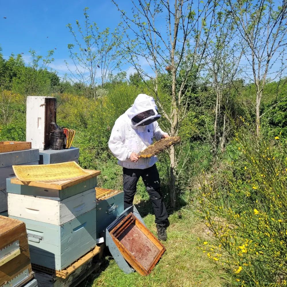 intervention essaims d abeilles (5)