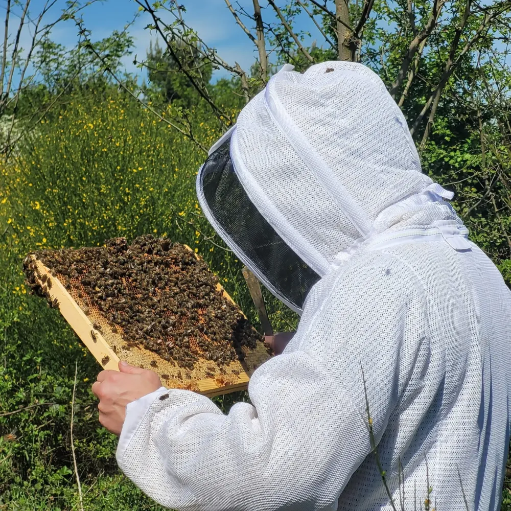 intervention essaims d abeilles (6)